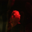 2009-07-08 (086)