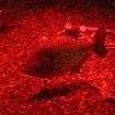 2009-07-08 (088)