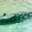 2009-07-08 (107)