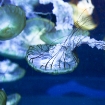 2009-07-08 (141)