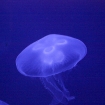 2009-07-08 (146)