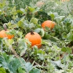 2010-10-03 (029)