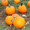 2010-10-03 (030)