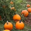 2010-10-03 (038)
