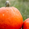 2010-10-03 (056)