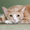 2012-01-21 (009)