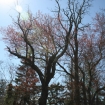 2012-04-05 (122)
