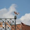 2012-09-09 (373)