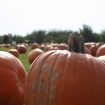 2012-10-14 (036)